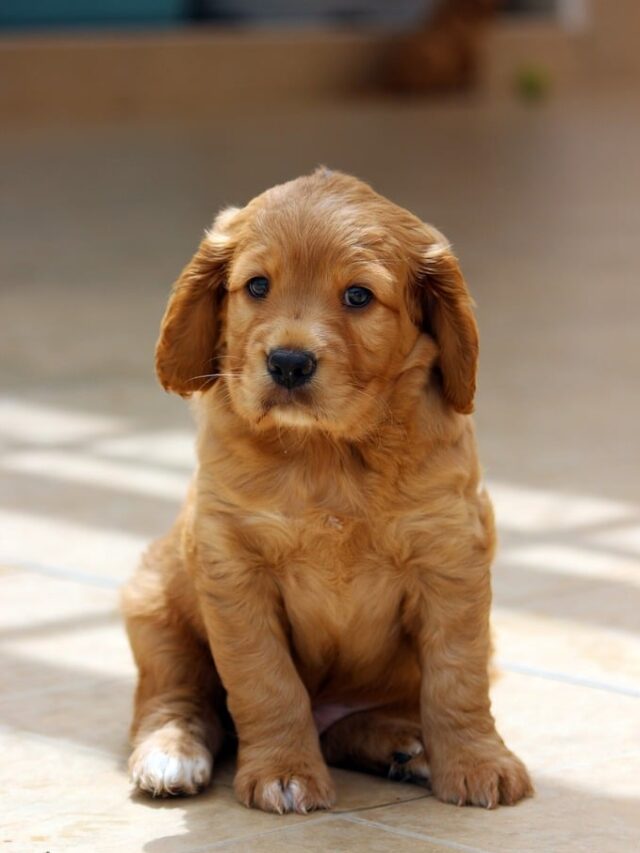 Meet the 10 Most Luxurious Dog Breeds on Earth