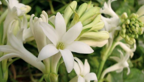 Rajnigandha, scientifically known as Polianthes tuberosa, is one of India’s most beloved fragrant flowers. Its name translates to "Night-Fragrant Queen" (Rajni = night, gandha = fragrance) in Hindi, a fitting title for this mesmerizing bloom. Native to Mexico but deeply rooted in Indian culture, Rajnigandha is famous for its intoxicating, sweet aroma that intensifies after sunset.