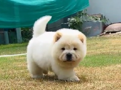 The Chow Chow, often called the "puffy lion dog" due to its majestic mane and bear-like appearance, is a unique and captivating dog breed. Originating from China over 2,000 years ago, this ancient breed is known for its loyalty, dignified demeanor, and striking blue-black tongue. In India, the Chow Chow is gaining popularity among dog lovers, but its rarity and specific care needs can make it a pricey companion. If you're considering bringing a Chow Chow puppy home, this guide covers everything you need to know about the Chow Chow price in India, factors influencing costs, and tips for finding Chow Chow puppies for sale.