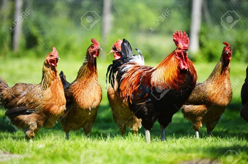 Desi chicken, often called native or country chicken, is a staple in South Asian cuisine, cherished for its rich flavor and cultural roots. Unlike commercial broiler chickens, desi chickens roam freely, foraging naturally, which enhances their nutritional value and taste.