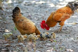 Desi chicken, often called native or country chicken, is a staple in South Asian cuisine, cherished for its rich flavor and cultural roots. Unlike commercial broiler chickens, desi chickens roam freely, foraging naturally, which enhances their nutritional value and taste.