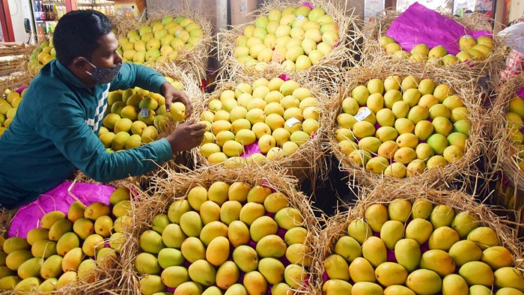 Alphonso mangoes, often hailed as the King of Mangoes, are a beloved tropical fruit renowned for their unparalleled sweetness, rich aroma, and creamy texture. Grown primarily in the Konkan region of Maharashtra, India, these mangoes command a premium price in markets both domestically and internationally. But what drives the Alphonso mango price