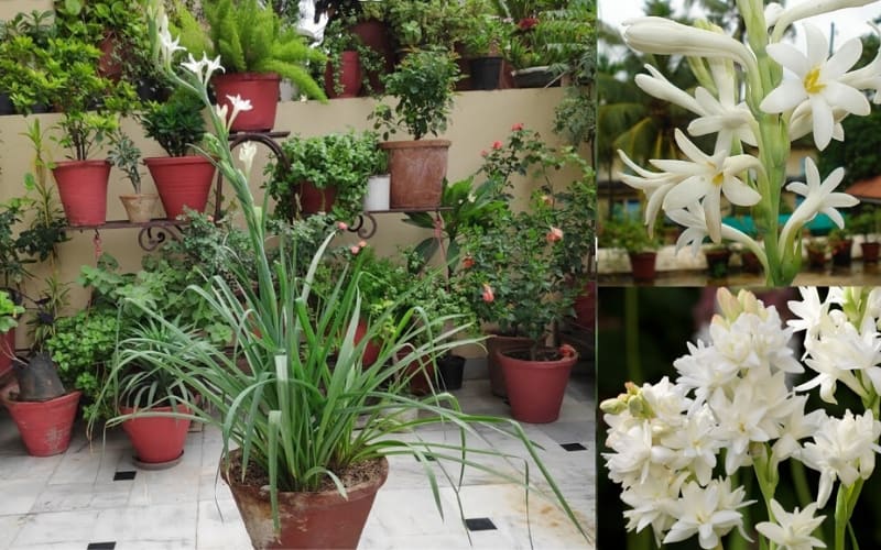 Rajnigandha, scientifically known as Polianthes tuberosa, is one of India’s most beloved fragrant flowers. Its name translates to "Night-Fragrant Queen" (Rajni = night, gandha = fragrance) in Hindi, a fitting title for this mesmerizing bloom. Native to Mexico but deeply rooted in Indian culture, Rajnigandha is famous for its intoxicating, sweet aroma that intensifies after sunset.