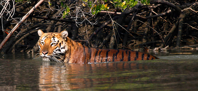 The Royal Bengal Tiger, with its striking orange coat and bold black stripes, is not just India’s national animal but also a global symbol of wildlife majesty. For wildlife enthusiasts, spotting this elusive predator in its natural habitat is a bucket-list experience. India, home to over 80% of the world’s Royal Bengal Tiger population, boasts several wildlife sanctuaries and national parks renowned for their thriving tiger populations. But which sanctuaries stand out, and why are they famous for these majestic big cats